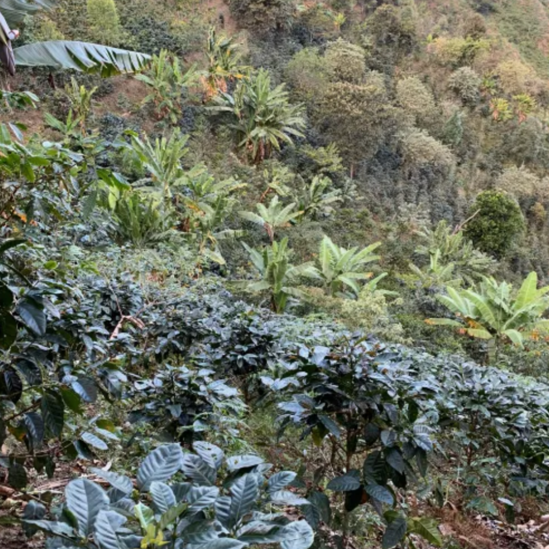 Café del Futuro - Perú