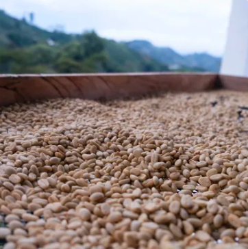 Finca Zarza - Colombia