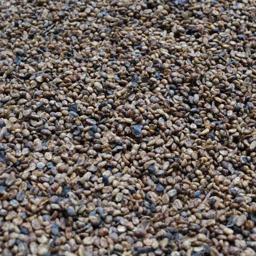 San Diego - Costa Rica