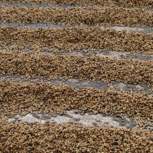 San Diego - Costa Rica