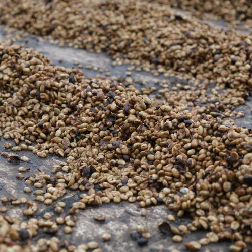 San Diego - Costa Rica