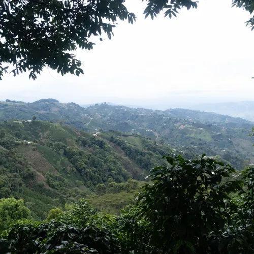 El Carambolo Estate - Colombia