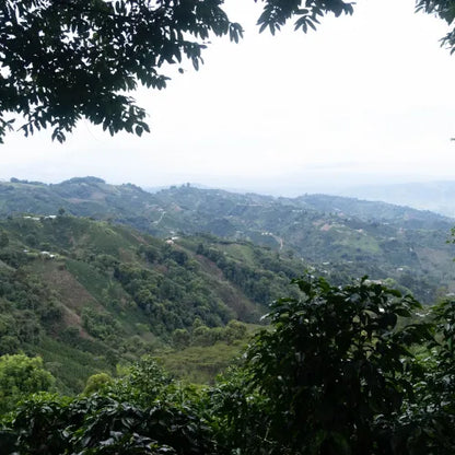 El Carambolo Estate - Colombia