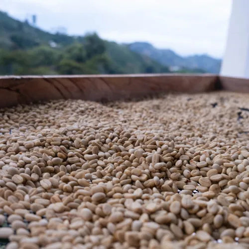 El Carambolo Estate - Colombia