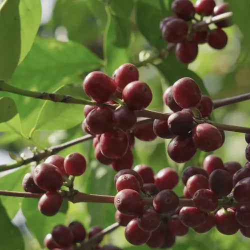 Buku Sayisa - Ethiopia