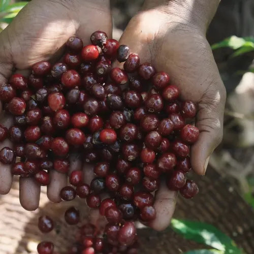 Buku Sayisa - Ethiopia