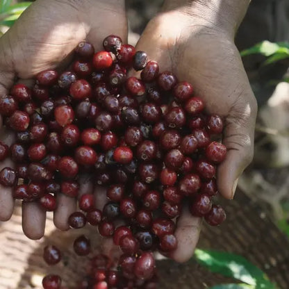 Buku Sayisa - Ethiopia